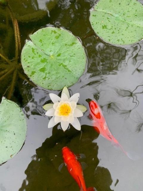 Private Guest Wing - Durie Vale Lodge วังกานุย ภายนอก รูปภาพ