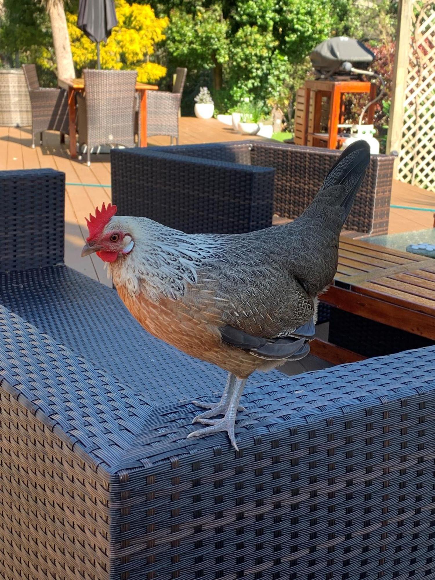 Private Guest Wing - Durie Vale Lodge วังกานุย ภายนอก รูปภาพ